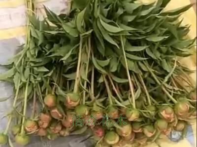 100000棵切花芍藥發貨