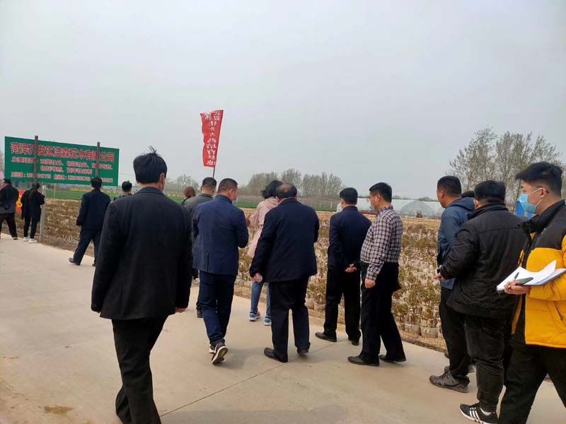 市牡丹產業中心、市宣傳部的領導及各大媒體來公司基地考察指導工作