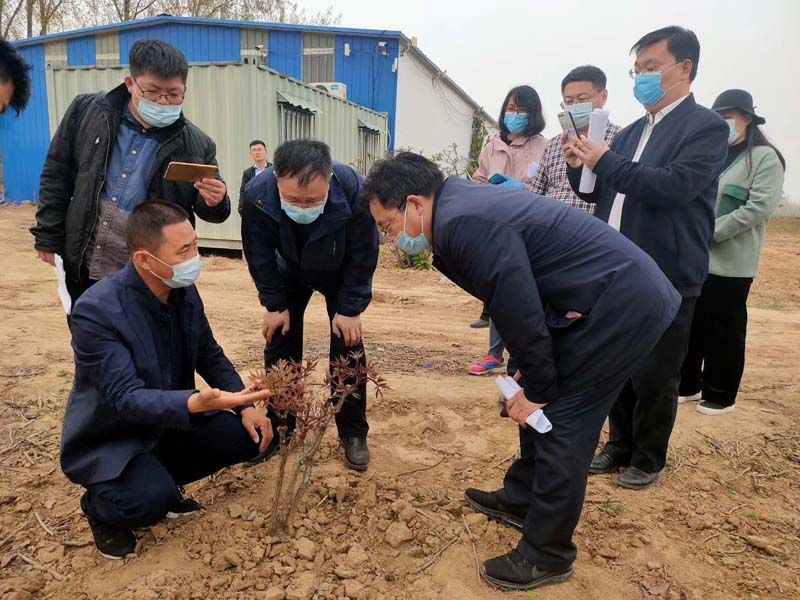 市牡丹產業中心、市宣傳部的領導及各大媒體來公司基地考察指導工作