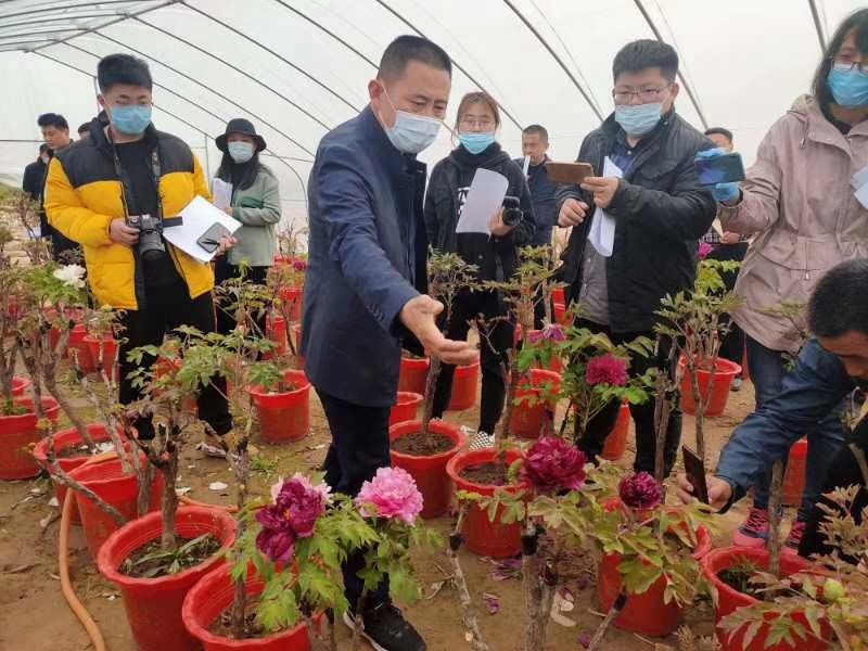 市牡丹產業中心、市宣傳部的領導及各大媒體來公司基地考察指導工作