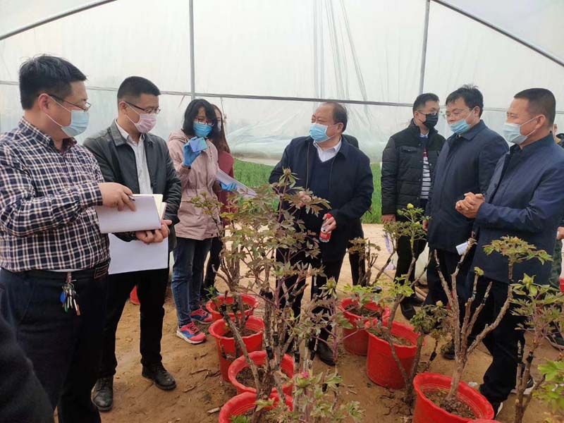 市牡丹產業中心、市宣傳部的領導及各大媒體來公司基地考察指導工作