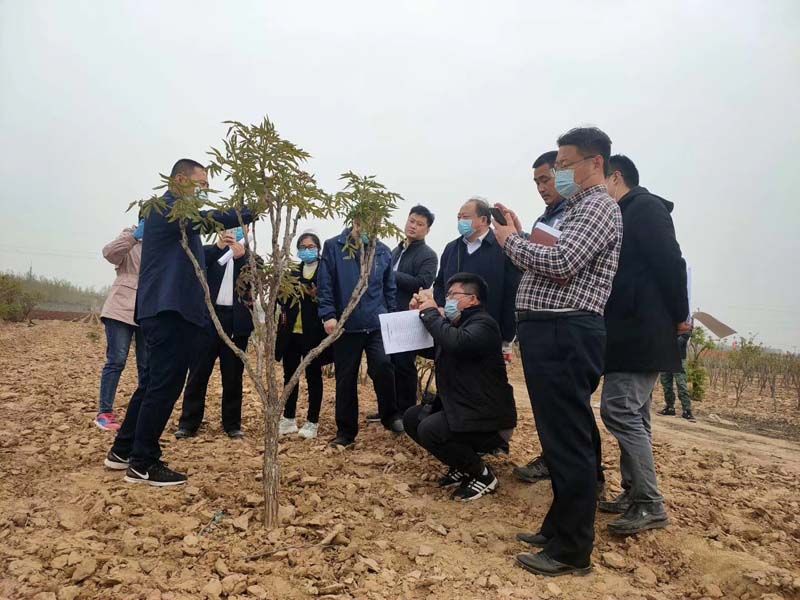 市牡丹產業中心、市宣傳部的領導及各大媒體來公司基地考察指導工作