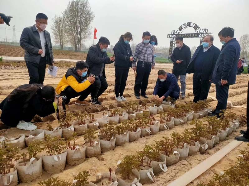 市牡丹產業中心、市宣傳部的領導及各大媒體來公司基地考察指導工作